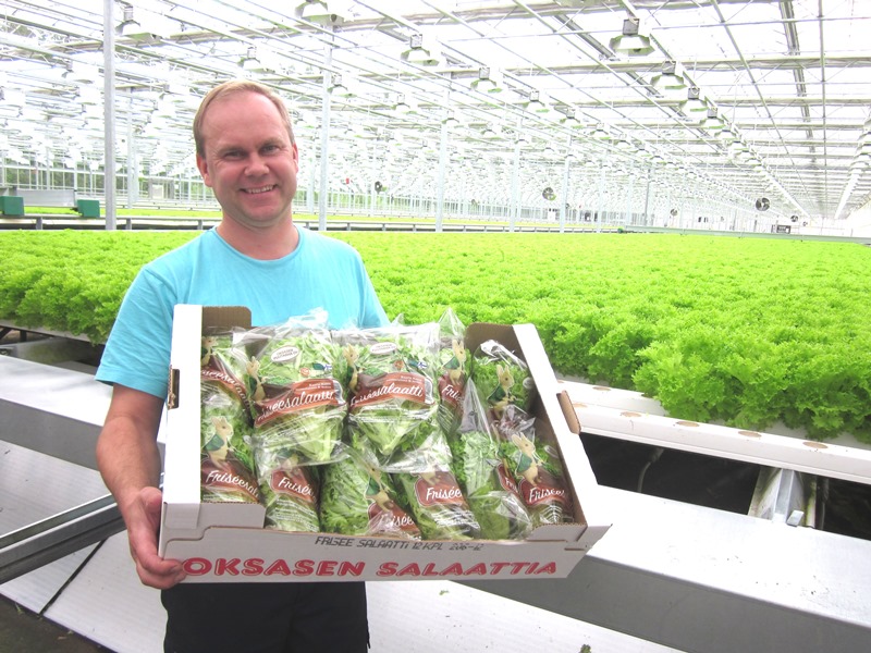 Juha Oksanen tuottaa friseesalaattia. Ruukkuvihannesten tuotantomäärä puhkaisi 100 miljoonan rajan.