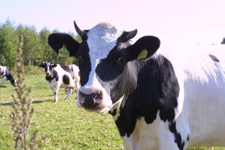 Maidon tuottajahinta on pudonnut 20–25 prosenttia. Maidosta tulee 40 % maatalouden myyntituloista.