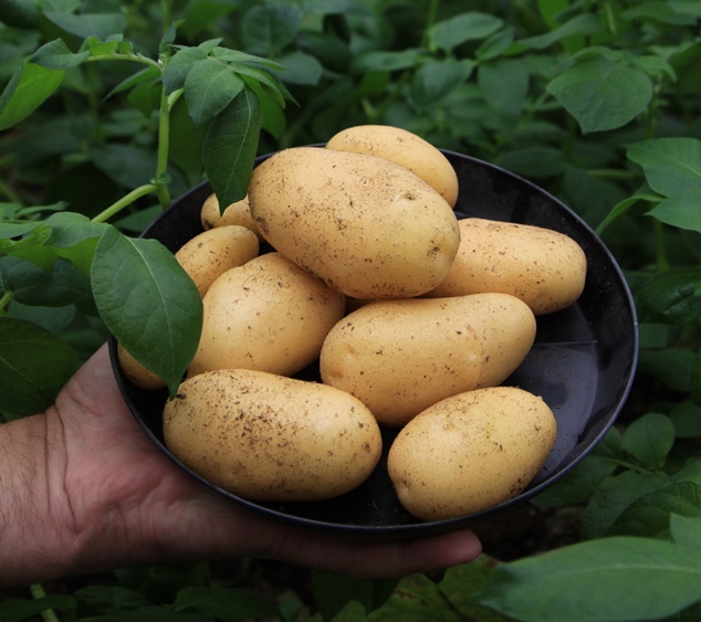 Peruna-alan yhteistyöryhmä PAYR kokoaa kaikki mukulat  eli peruna-alan monet aiemmat yhdistykset yhdelle lautaselle.