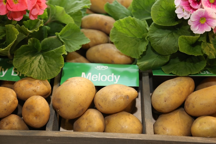 Suomessa viljellään noin sataa perunalajiketta, Melody on yksi suosituimmista.