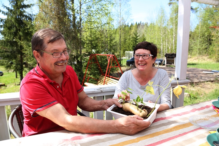 Antti ja Sini Laakson yhteinen harrastus on bataatin viljely.  Tästä bataatista on otettu jo lukuisia versoja taimien kasvatukseen.
