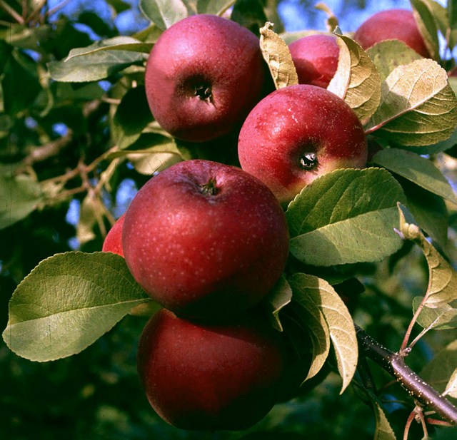 Lobon kuten muutkin kotimaiset omenat kannattaa syödä kuorineen, vahakerros on luonnollinen eikä sitä tarvitse säikähtää.